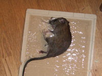 トラップでネズミ捕獲
